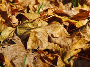 Braunes Laub im Sonnenlicht 2