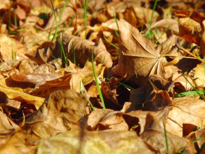Braunes Laub im Sonnenlicht 1