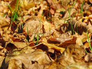 Braunes Laub im Sonnenlicht 3