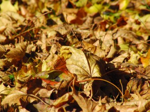 Braunes Laub im Sonnenlicht 2