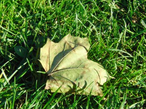 Die ersten Ahornbl&auml;tter fallen