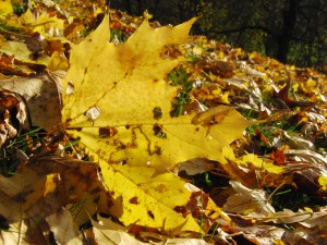 Gelbgoldenes Ahornblatt am Boden
