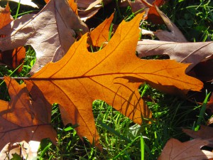 Gold-braunes Herbstblatt