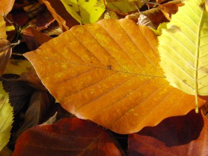 Gold gelbes Buchenblatt am Boden