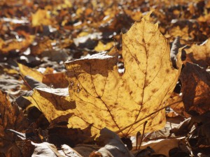 Goldener glanz am Boden