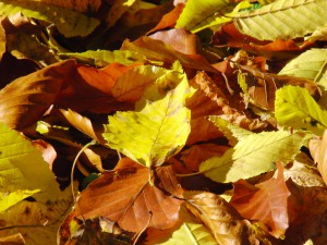Goldenes Blatt im Herbstlaub