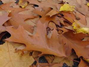 Abgebrochener Ast im Herbstlaub