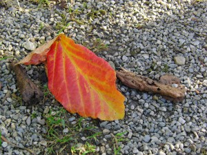 Herbstblatt im Kies