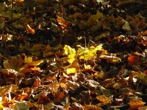 Laub am Boden von Sonnenlicht bestrahlt 3