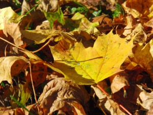 Laub am Boden von Sonnenlicht bestrahlt 1