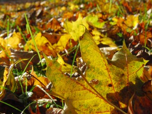Laub am Boden von Sonnenlicht bestrahlt
