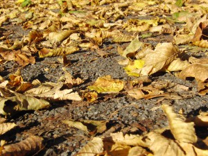 Laub auf Gehweg im Sonnenlicht