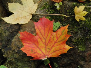 Orange rotes Ahornblatt am Boden