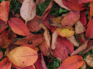 Roter Laubmix am Boden