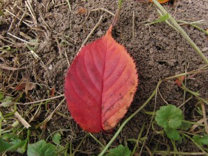Rotes Herbstblatt am Boden 5