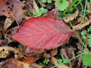 Rotes Herbstblatt am Boden 2
