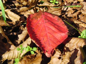 Rotes Herbstblatt am Boden 1