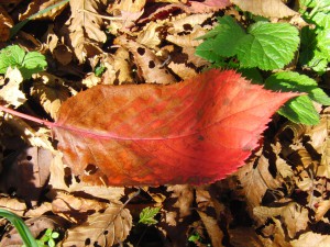 Rotes Herbstblatt am Boden