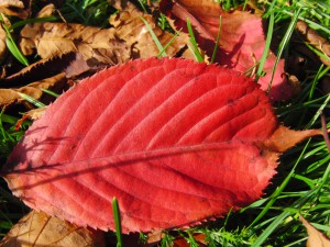 Rotes Herbstblatt auf Wiese 1