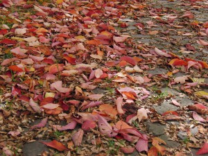 Rotes Laub auf Parkboden