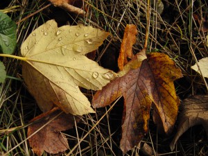 Wassertropfen im Herbstlaub