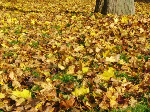 Wiese mit Herbstlaub 3