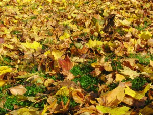 Wiese mit Herbstlaub 2