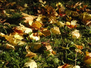 Wiese mit Herbstlaub 1
