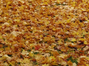 Wiese mit Herbstlaub 