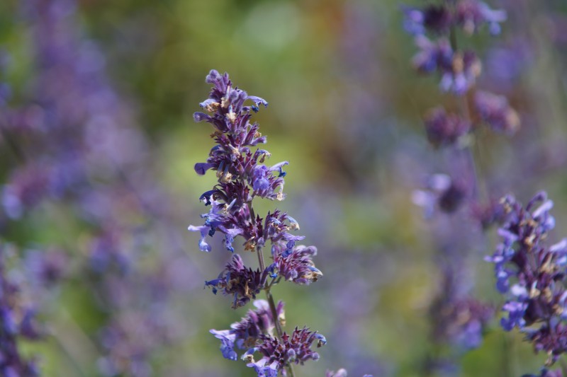 Blaue Lavendelblüte