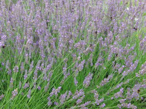 Im Lavendel 3