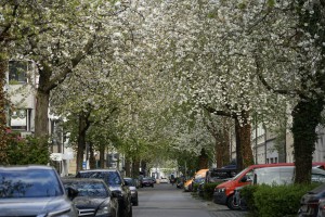 Bl&uuml;tenpracht im M&uuml;nchen- Westend