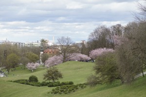 Kirschblüte im Olympiapark 2023 Kirschblüte im Olympiapark 2023