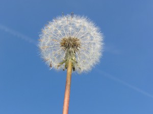 Pusteblume mit blauen Himmel