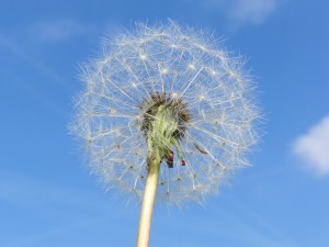 Pusteblume vor blau-weisser Himmel 3