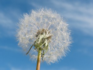Pusteblume vor blau-weisser Himmel 1