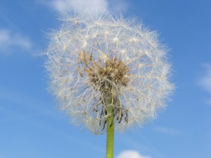 Pusteblume vor blau-weisser Himmel 2