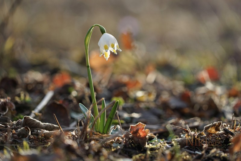 Glöckchen leutet den Frühling ein
