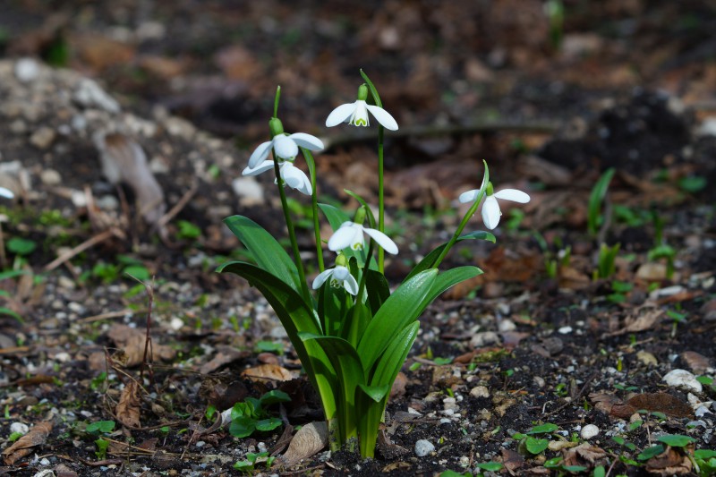  Lichtmessglöckchen Gruppe