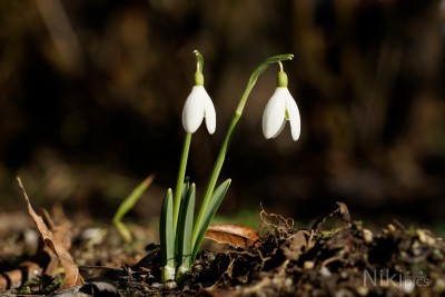  Frühblüher 