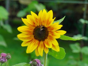 Gelb-orange Sonnenblume 2