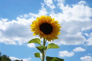 Nikipics Geburtstags-Sonnenblume