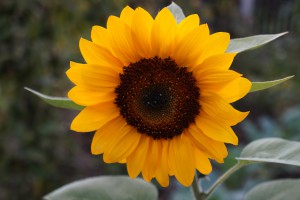 Orange Sonnenblume 1