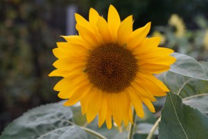 Orange Sonnenblume 2