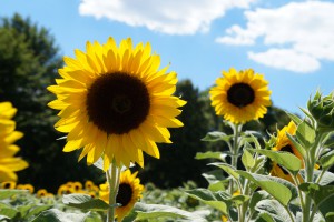 Schöne Sonnenblumen vor weißblauen Himmel
