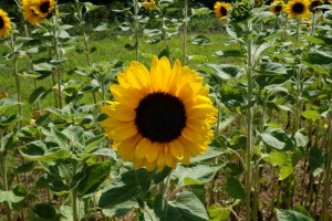 Sonnenblume im Feld