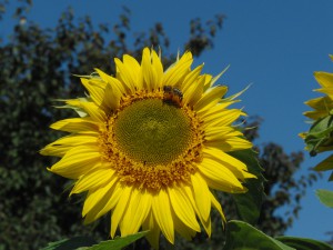 Sonnenblume mit Hummel und Biene