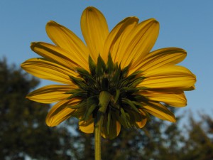 Sonnenblume von hinten