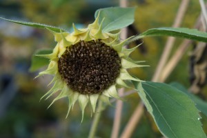 Verblühte Sonnenblume 2