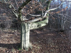 Alter Baumstamm im Spätherbst